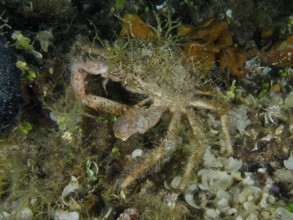 Spider crab, little spider crab (Maja crispata), camouflages itself with algae in the sea. Dive