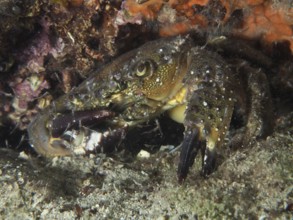 Warty Crab (Eriphia verrucosa) well camouflaged in a natural underwater habitat. Dive site House