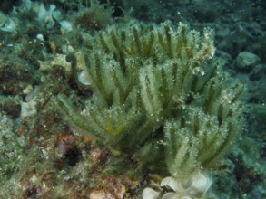 Green, bushy forked algae (Codium vermilara) grows on a sea floor covered with algae. Dive site