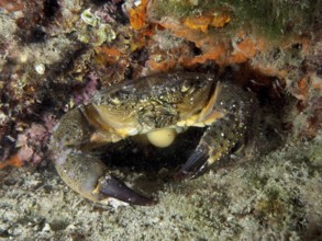 Warty Crab (Eriphia verrucosa) shows itself in a rocky marine environment. Dive site House Reef,