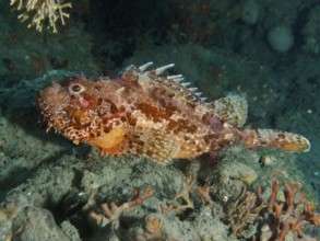 Well camouflaged red scorpionfish (Scorpaena scrofa) resting on the seabed. Dive site Fraskeric,