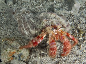 Red Hermit Crab (Dardanus calidus) crawling over sandy surface. Dive site House Reef, Stoja, Pula,