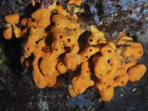 Bright orange golden sponge (Aplysina aerophoba) on the seabed. Dive site Muzil, Stoja, Pula,