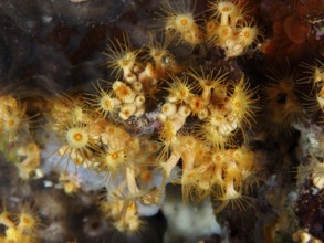 Lively yellow Yellow cluster anemone (Parazoanthus axinellae) with radiating tentacles on a rock