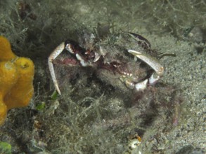 Crab, little spider crab (Maja crispata) camouflages itself with algae and sand, on the seabed.