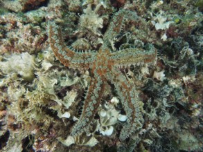 Colourful sea star, ice star (Marthasterias glacialis), on a bed of algae in a diverse underwater