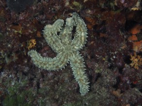 Sea star, ice star (Marthasterias glacialis), clinging to a colourful underwater wall in the middle
