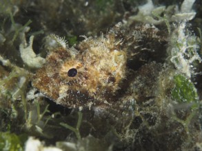 Hidden fish, Black scorpionfish (Scorpaena porcus), in the dense algae growth on the seabed,