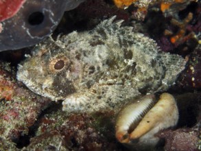Camouflaged fish, Black scorpionfish (Scorpaena porcus), resting on a rocky substrate next to a