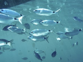 Shoal of sea bream (Oblada melanura) and sea walnuts in blue water under the sea surface. Dive site