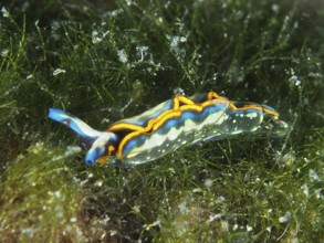 Colourful nudibranch, Hopes Elysia, sapsucker (Thuridilla hopei), crawls through seagrass landscape