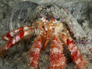 Detailed close-up of Red Hermit Crab (Dardanus calidus) on seabed. Dive site House Reef, Stoja,