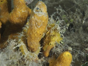 A small seahorse, Long-snouted seahorse (Hippocampus guttulatus), hides with orange golden sponge