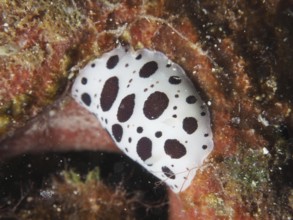 A white spotted sea snail, leopard snail (Discodoris atromaculata), on a sea sponge. Dive site