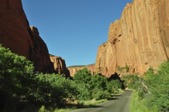 A road leads through a green gorge with distinctive rocks and lush greenery in a desert, Grand