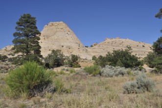 Hilly rocky landscape with scattered trees and shrubs, Grand Staircase Escalante National Monument,