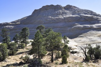 Rock formation with trees in the foreground in a dry landscape, Grand Staircase Escalante National