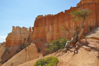 Distinctive red rocks and a twisted tree under clear skies, Bryce Canyon National Park, Utah, USA