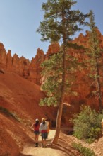 Hiker on a trail along the red rocks of Bryce Canyon under blue skies, Bryce Canyon National Park,