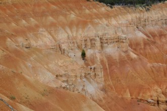 Orange rock with individual plants on a rocky edge, Bryce Canyon National Park, Utah, USA