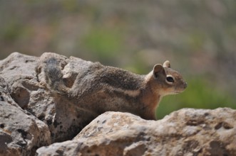 A chipmunk, Uinta chipmunk (Tamias umbrinus), in a natural environment on rocks in the sunshine,