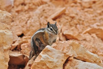 A chipmunk, Uinta chipmunk (Tamias umbrinus), sits vigilantly on an orange-coloured rock, Bryce