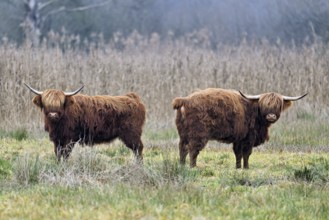 Two Highland cattle (Bos taurus), adult standing in a meadow, Reussspitz nature reserve,