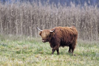 Highland cattle (Bos taurus), adult animal standing in a meadow, Reussspitz nature reserve,