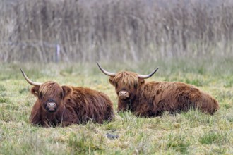 Two Highland cattle (Bos taurus), adults sitting in a meadow, Reussspitz nature reserve,