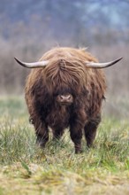 Highland cattle (Bos taurus), adult animal standing in a meadow, Reussspitz nature reserve,