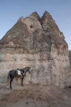 Cappadocia, Turkey. November 8th 2017 A horse tethered to volcanic rock at Lucky Horse Ranch,