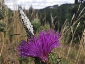 Close-up, A white checkerspot butterfly (melanargia galathea) on a purple thistle flower (carduus)
