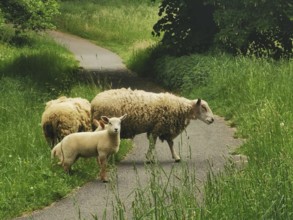Sheep (ovis) and lambs on a path in a green, peaceful meadow landscape, lamb looks curiously into