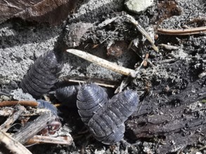 Close-up of several woodlice (porcellio scaber) between soil and plant remains, Franconian Forest