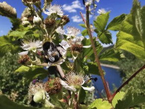 A bumblebee (Bombus) on flowers of a Common medlar (mespilus germanica) under a clear, sunny sky