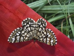 Close-up of lattice moth (Chiasmia clathrata) spreading its wings on a red background, Franconian