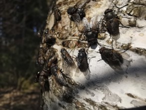 Large flesh flies (sarcophagidae) sitting on the bark of a birch tree (Betula) in close-up,