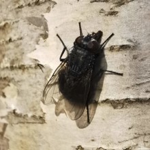 Large flesh fly (sarcophagidae) sitting on the bark of a birch tree (Betula) in close-up,