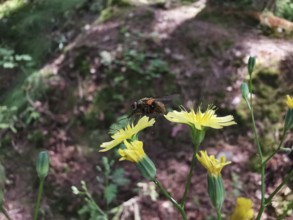 A caterpillar fly (Tachinidae) sitting on a yellow menzelia (mentzelia laevicaulis) in a wooded