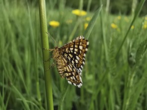 Close-up of lattice moth (Chiasmia clathrata) sitting on a blade of grass in front of a flowering