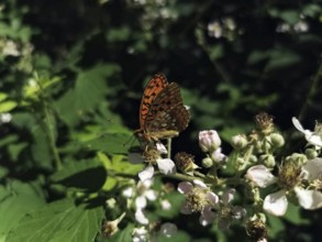 A large mother-of-pearl butterfly (argynnis aglaja) with orange-coloured wings sits on white