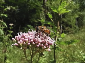 Caterpillar fly (tachinidae) on a pink water azalea plant (Eupatorium cannabinum) in a green