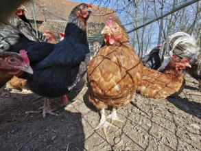 Close-up of curious chickens (gallus gallus domesticus) outdoors on a farm, sun shining, Franconian