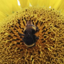Close-up, A bumblebee (bombus) sits on the centre of a yellow sunflower blossom (Helianthus