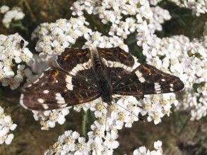 Close-up, A land carder (araschnia levana) sits on white flowers and shows its wings, Franconian
