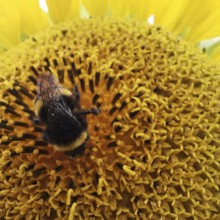 Close-up, A bumblebee (bombus) resting on a yellow sunflower blossom (Helianthus annuus),