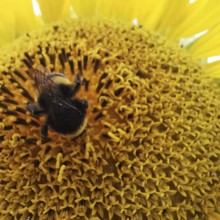 Close-up, A bumblebee on a large yellow sunflower blossom (Helianthus annuus), Franconian Forest