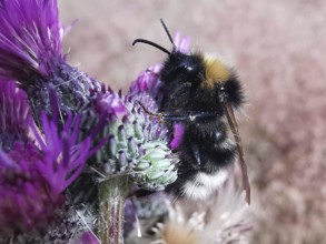 Close-up of a bumblebee (bombus) sitting on a purple thistle flower (carduus), Franconian Forest