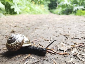 Close-up of a Cornu aspersum (cornu aspersum) on an earthy forest path in damp weather in a natural