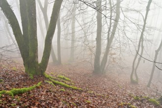 Moss-covered deadwood in foggy forest, Lägerngrat, Baden, Canton of Aargau, Switzerland